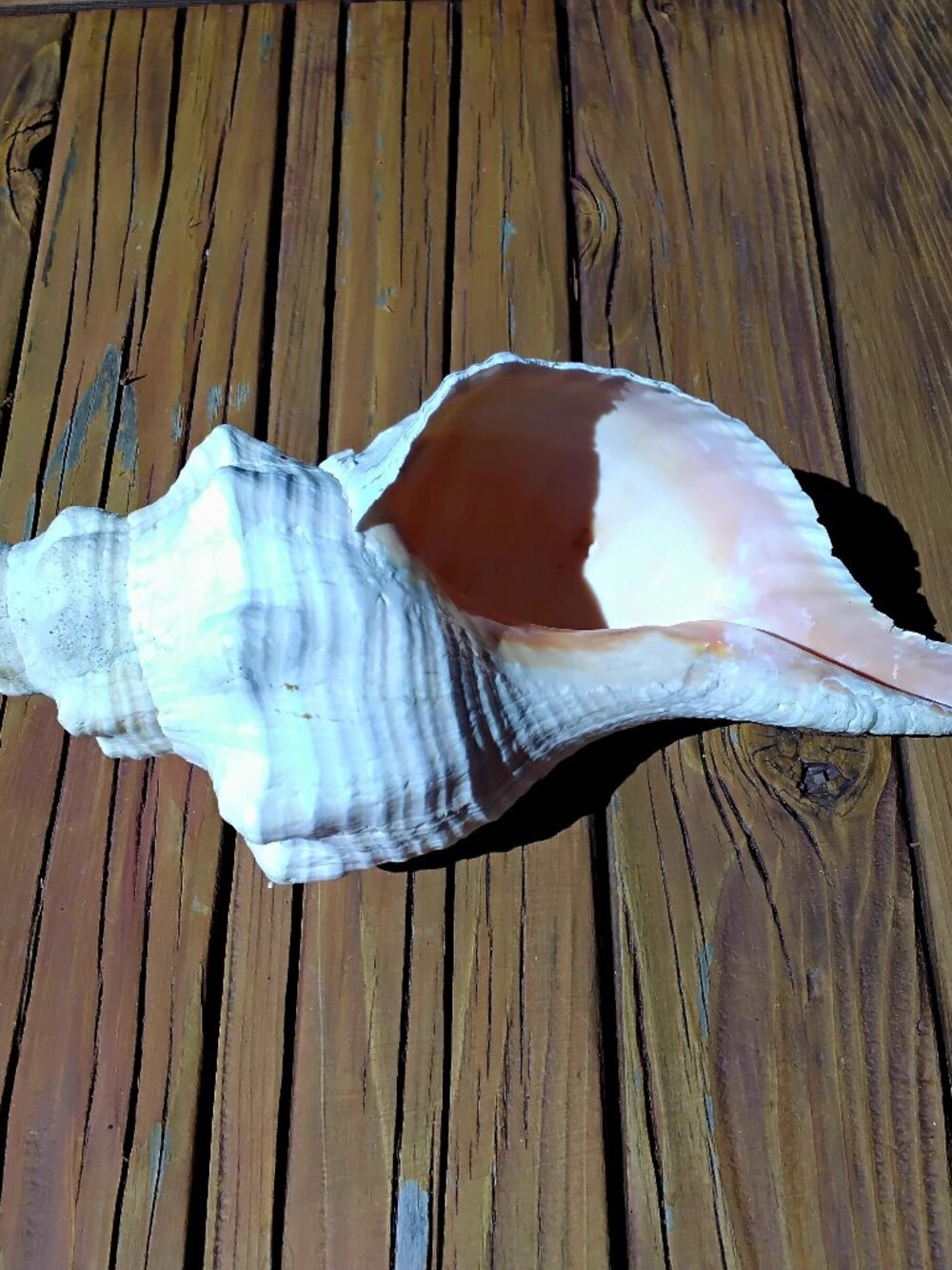 11" Florida Horse Conch Sea Shell Coastal Decor. Triplofusus Giganteus